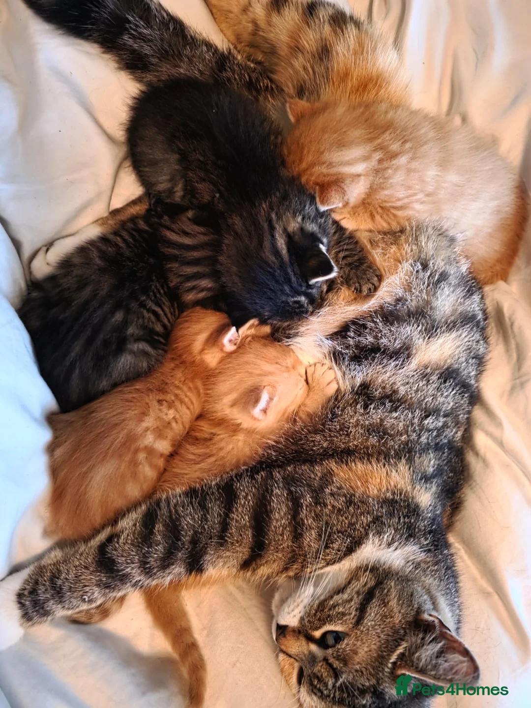 Mixed Breed cats for sale: Bsh/bengal x mainecoon  - Advert 2