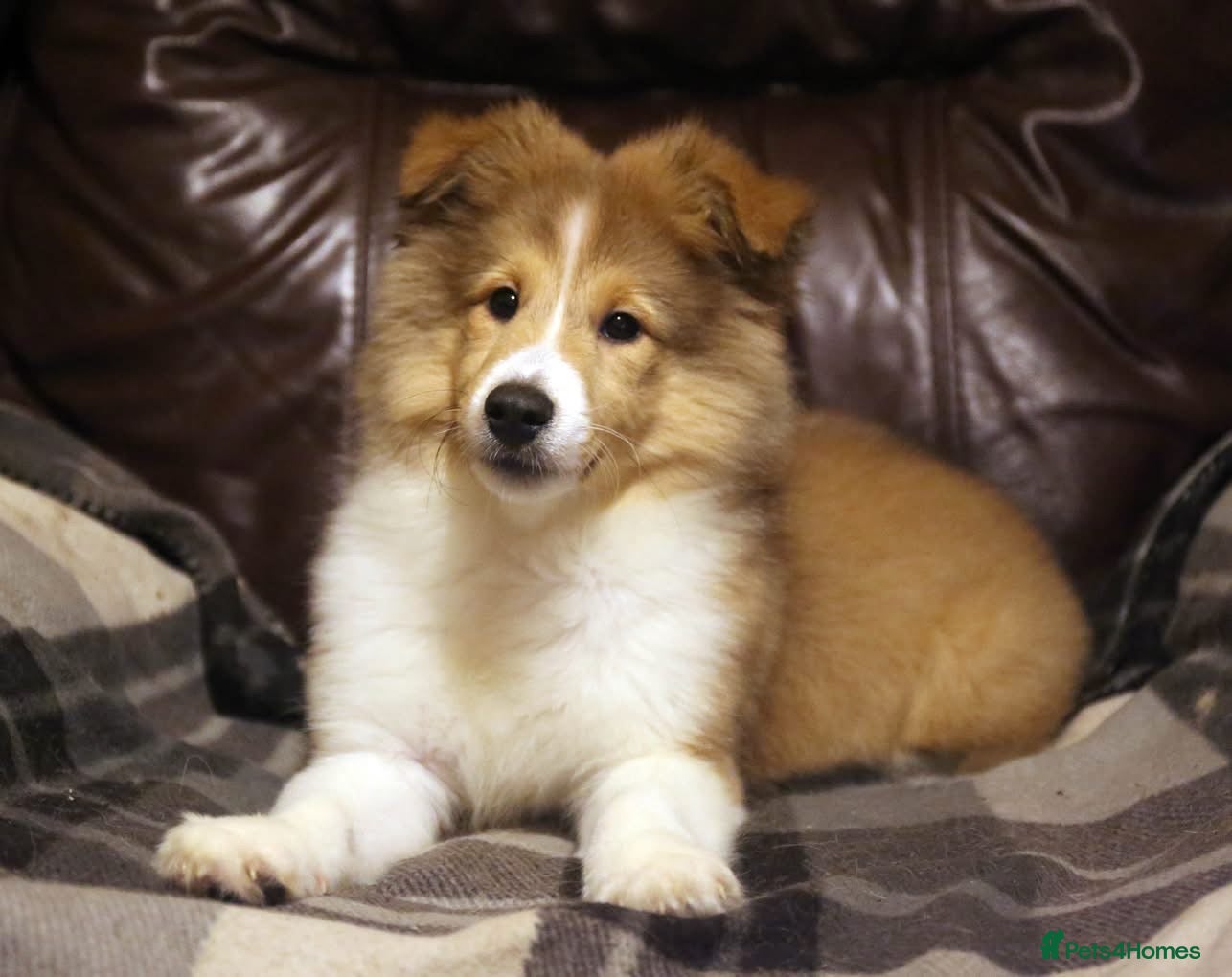 Shetland Sheepdog dogs Ozzy Truly outstanding bloodlines  - Advert 8