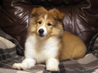 Shetland Sheepdog dogs Ozzy Truly outstanding bloodlines - Advert 8
