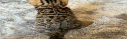 Bengal cats for sale: ✨ Beautiful Bengal Kittens✨ - Advert 23