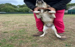 Mixed Breed dogs for adoption: Meet Beautiful JESSY !  She needs a Loving Home  - Image 5