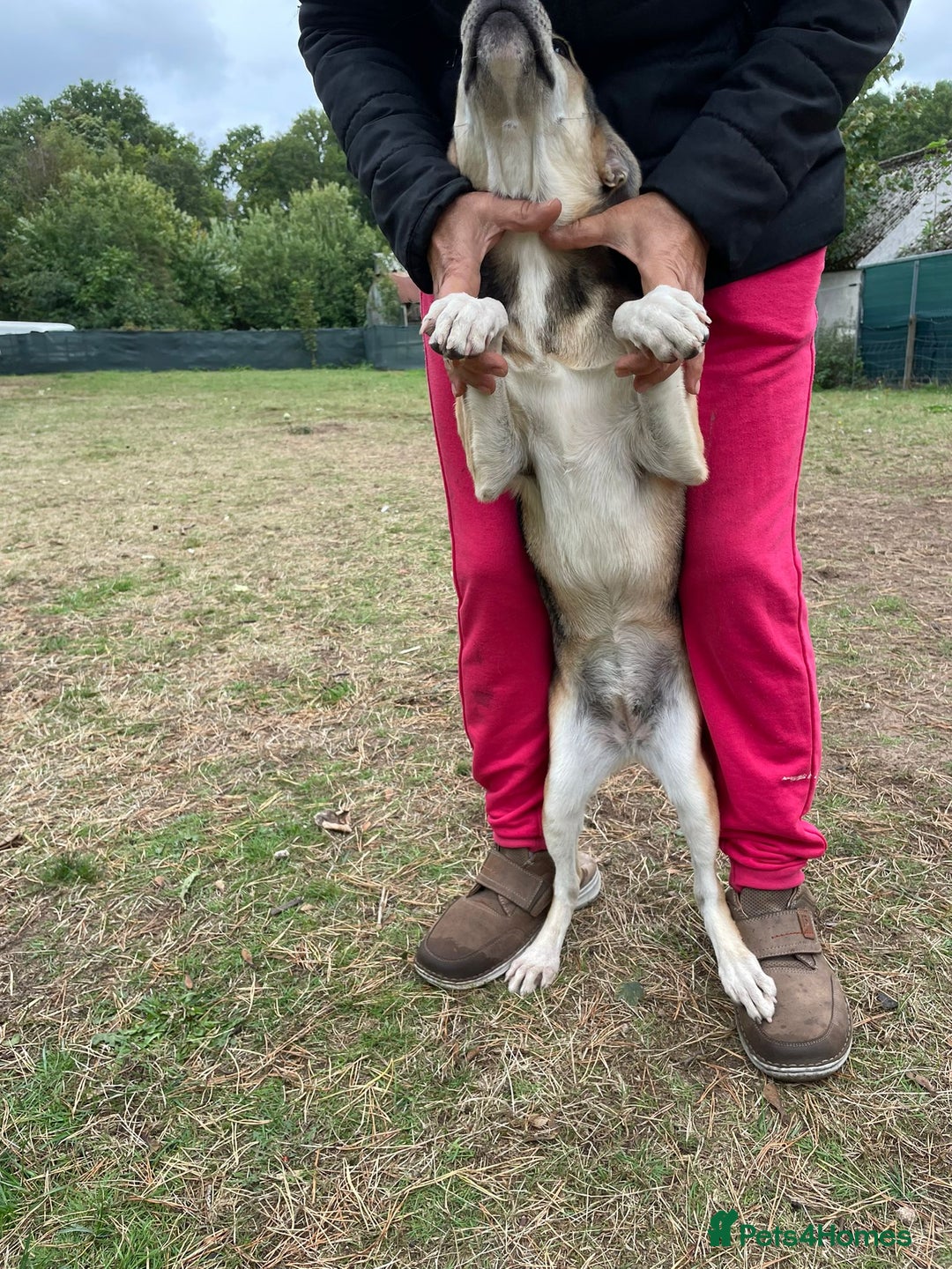 Mixed Breed dogs for adoption: Meet Beautiful JESSY !  She needs a Loving Home  - Image 5