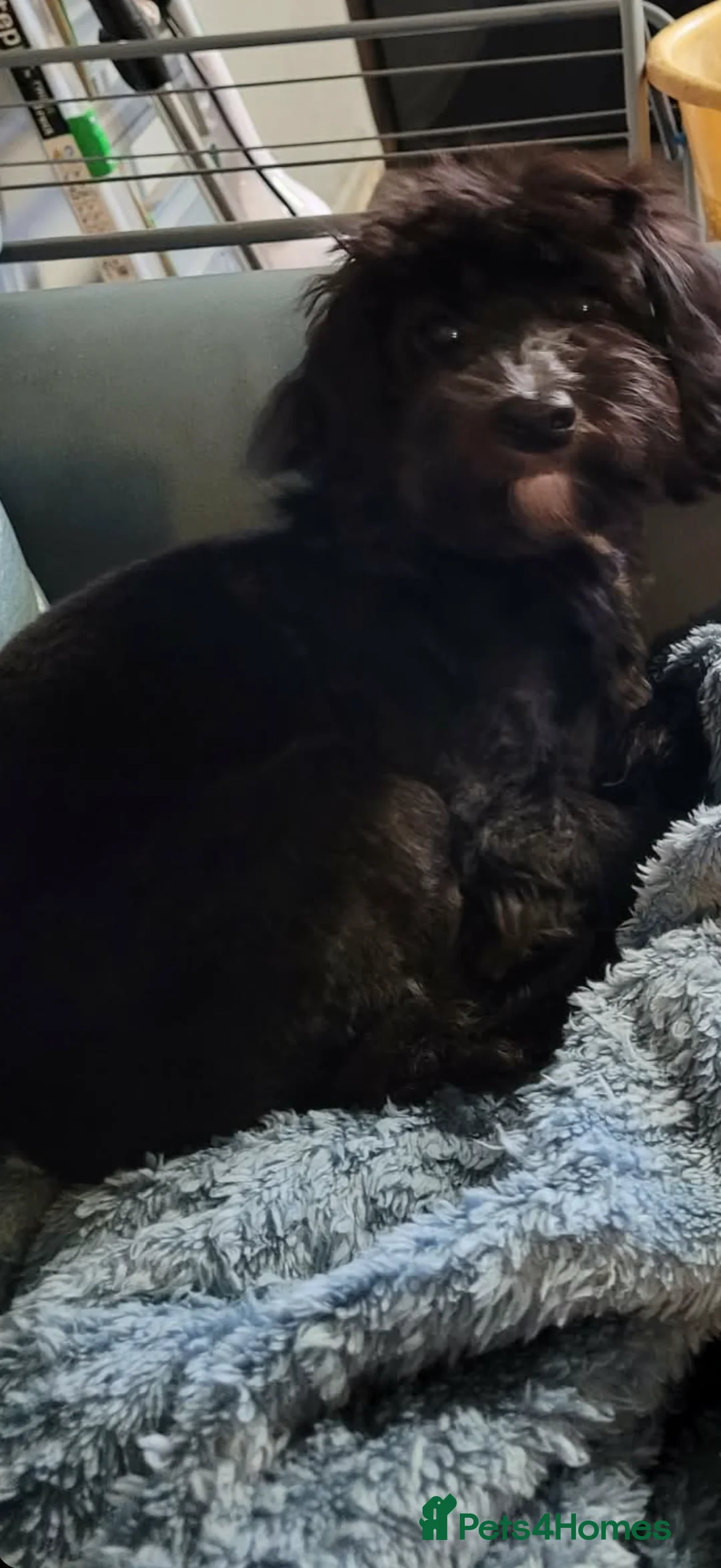 Cockapoo dogs for sale: Beautiful Cockapoo Black and white  - Advert 3