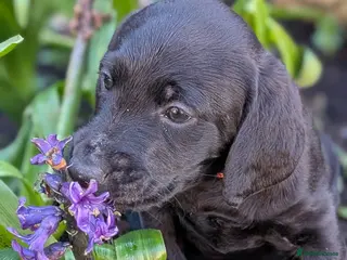 Labradoodle dogs 🐾 Labradoodle Puppies 🐾 - Advert 1