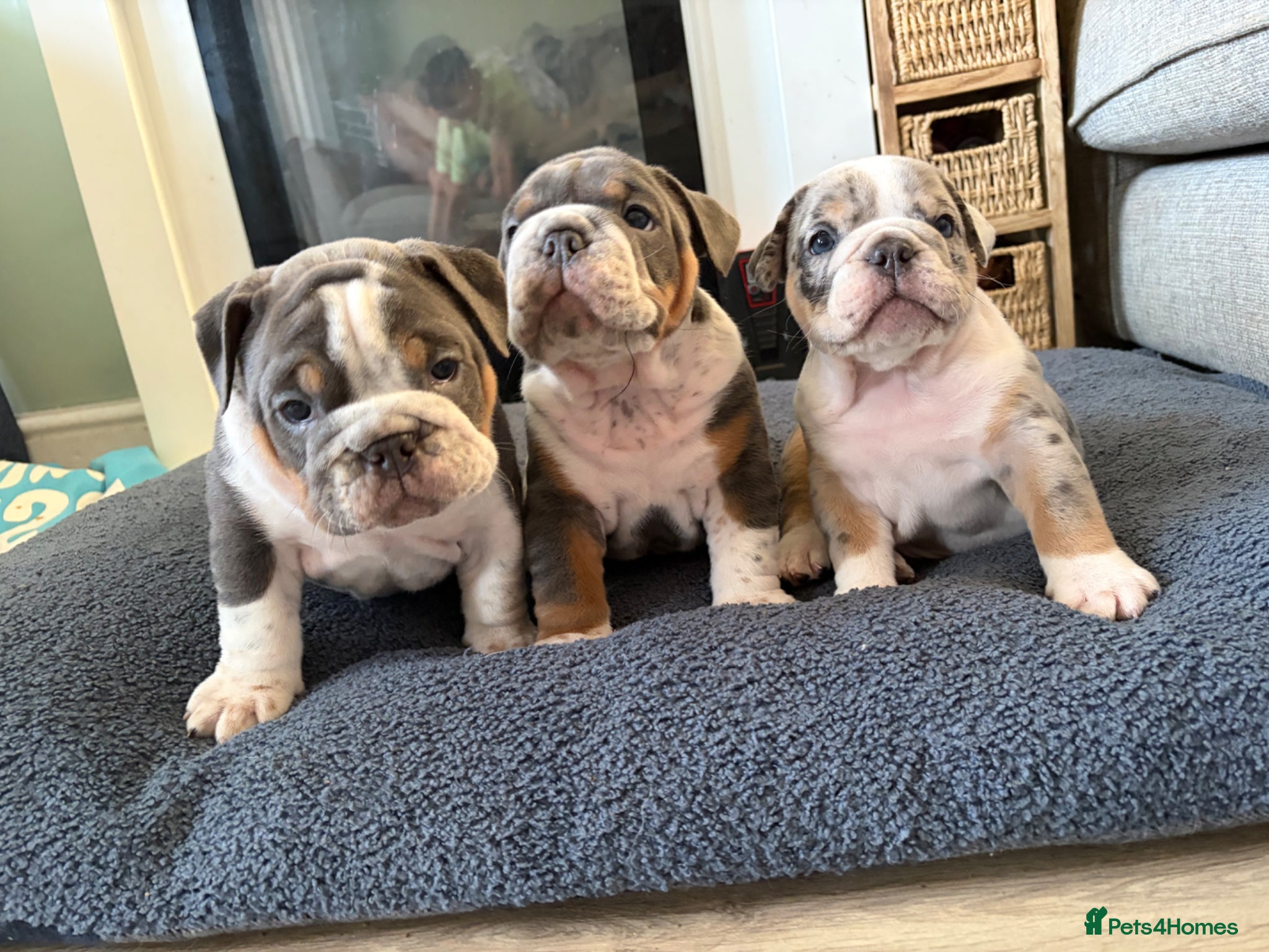 Mixed Breed dogs Olde English bulldog puppies  - Advert 16
