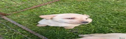 Labrador Retriever dogs for sale: Beautiful KC Labrador Puppies - Advert 3