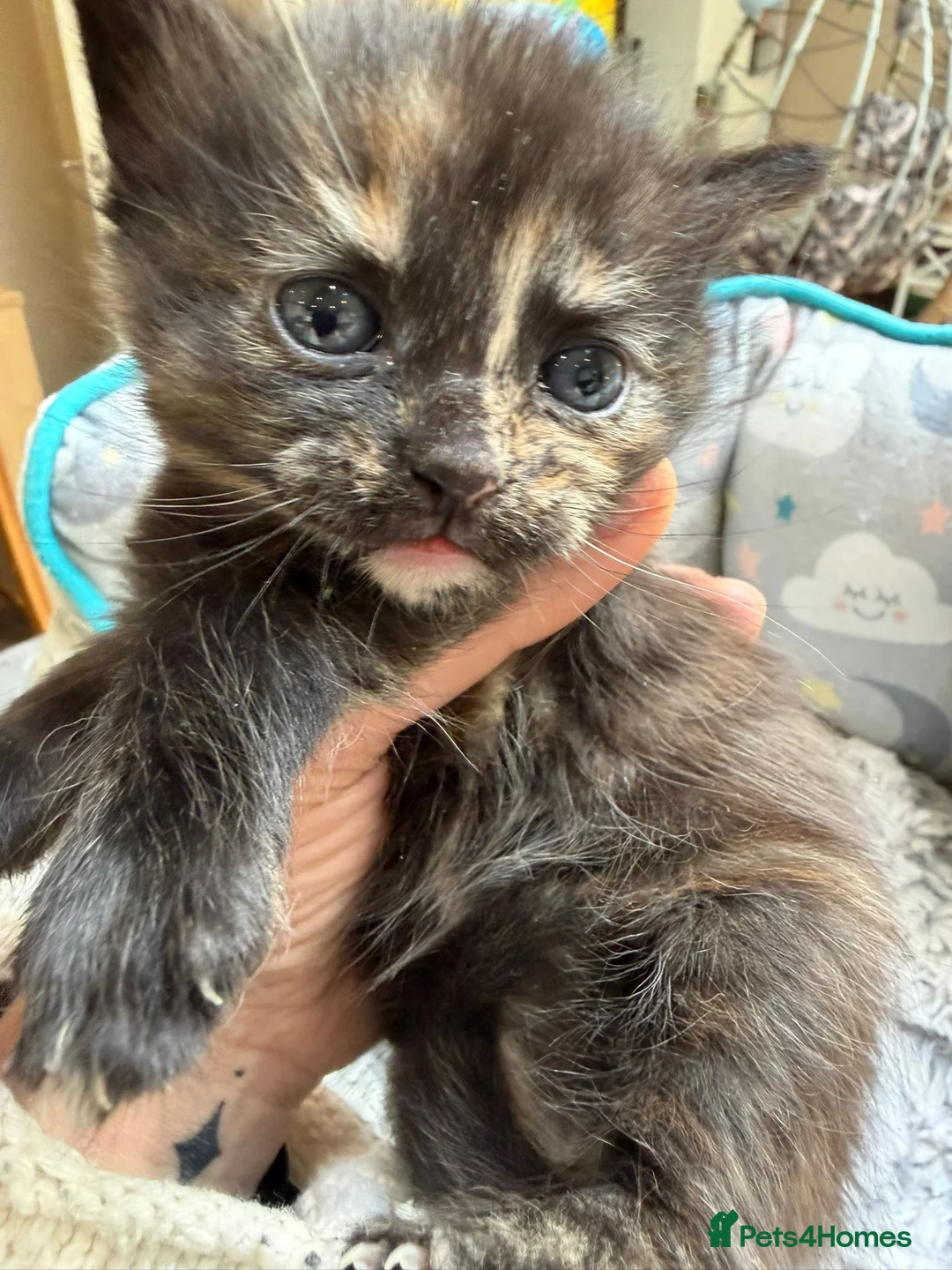 Mixed Breed cats for sale: Beautiful Maincoon X Selkirk Rex GIRLS - Advert 1