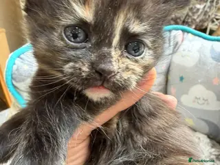 Mixed Breed cats Beautiful Maincoon X Selkirk Rex GIRLS - Advert 8