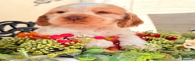 Cocker Spaniel 3