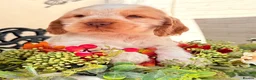Cocker Spaniel dogs for sale: Show type cocker spaniels  - Advert 20