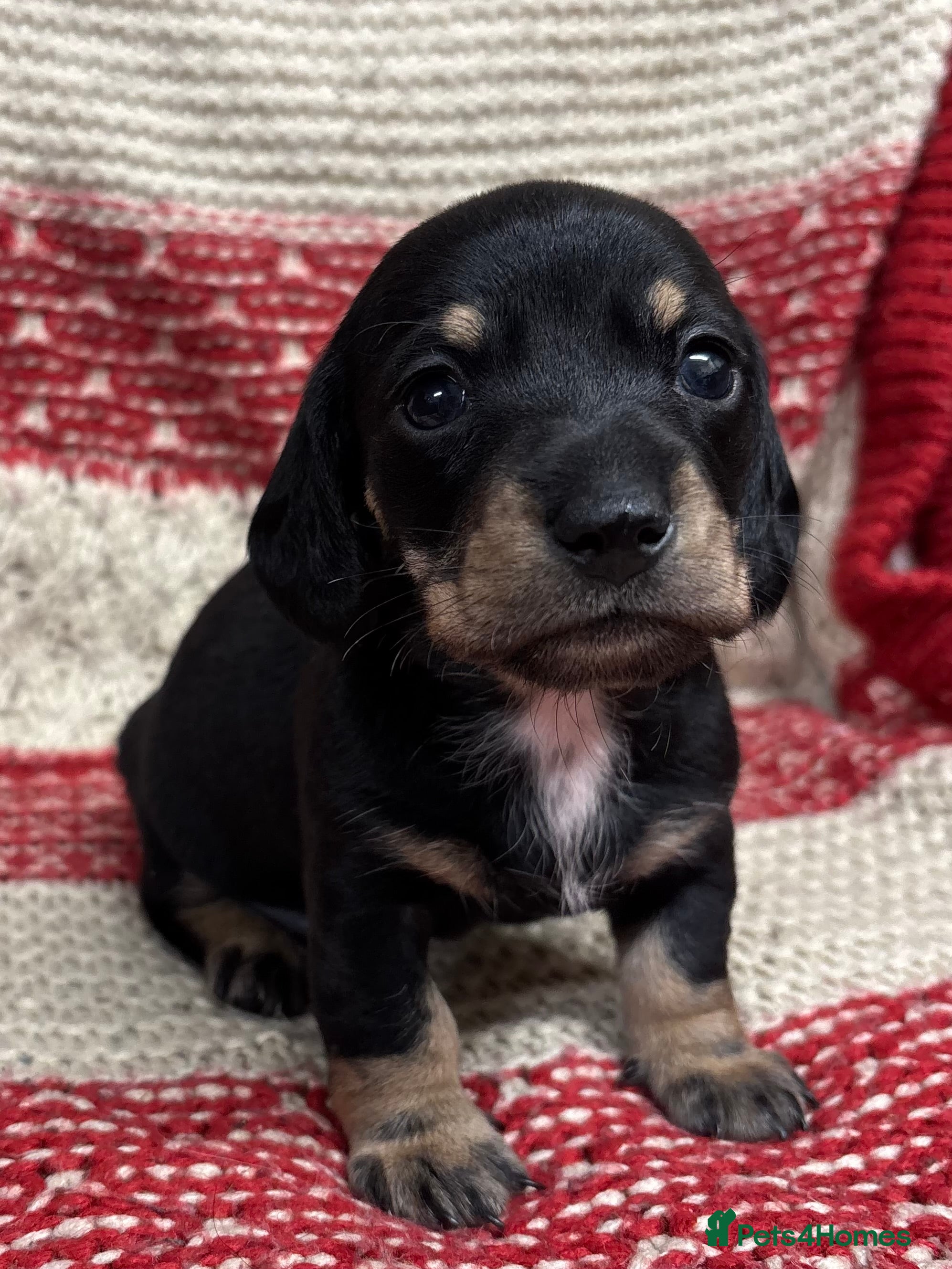 Miniature Dachshund dogs Miniature Dachshund Puppies - Advert 17