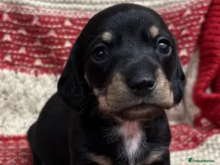 Miniature Dachshund dogs Miniature Dachshund Puppies - Advert 17
