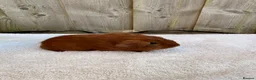Guinea Pig rodents for sale: Gorgeous DEG boars  in Plymouth - Advert 8