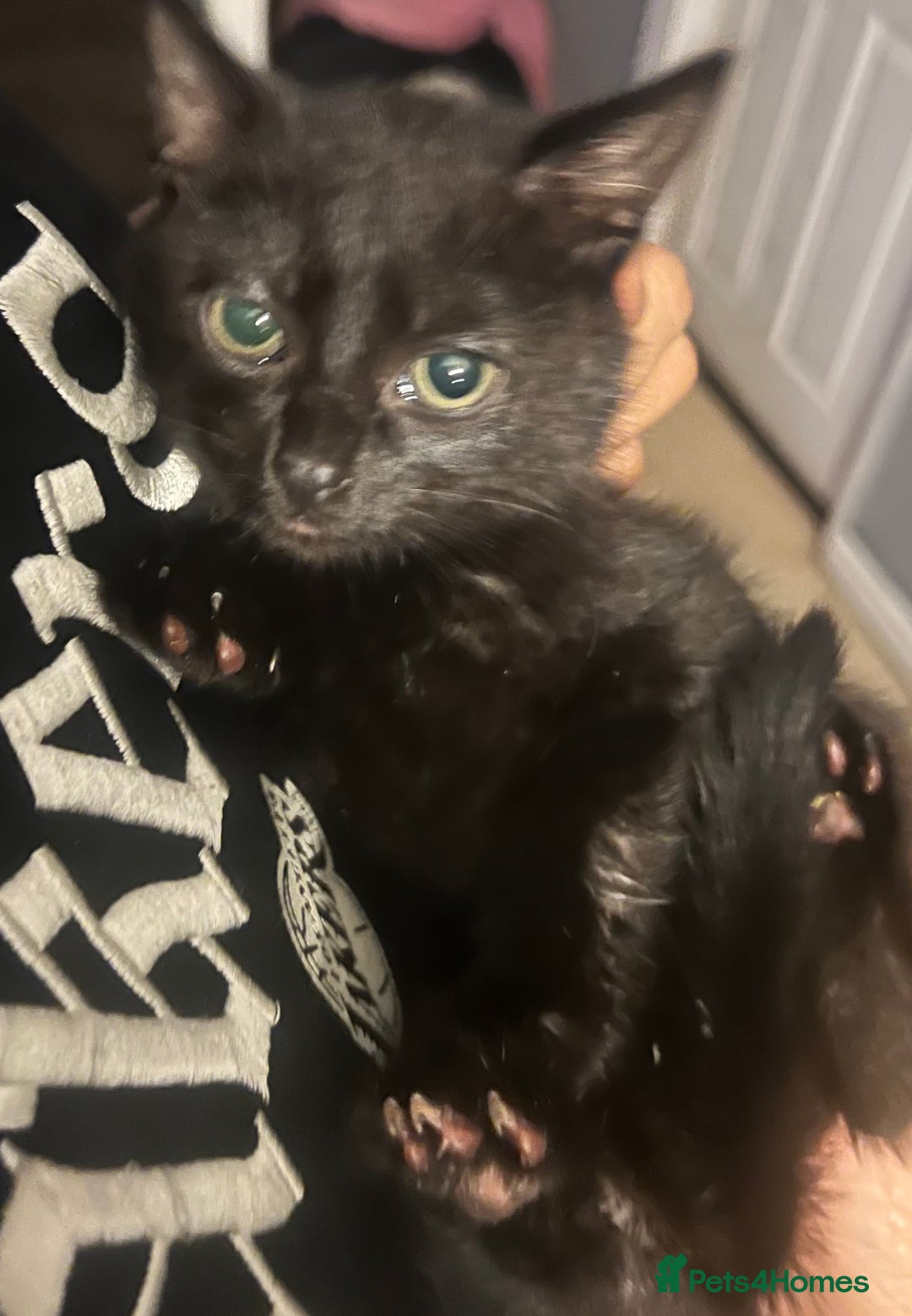 Mixed Breed cats for sale: Beautiful kittens  - Image 11