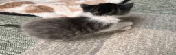 Mixed Breed cats for sale: Ragdoll mixed breed kittens for sale  - Advert 16