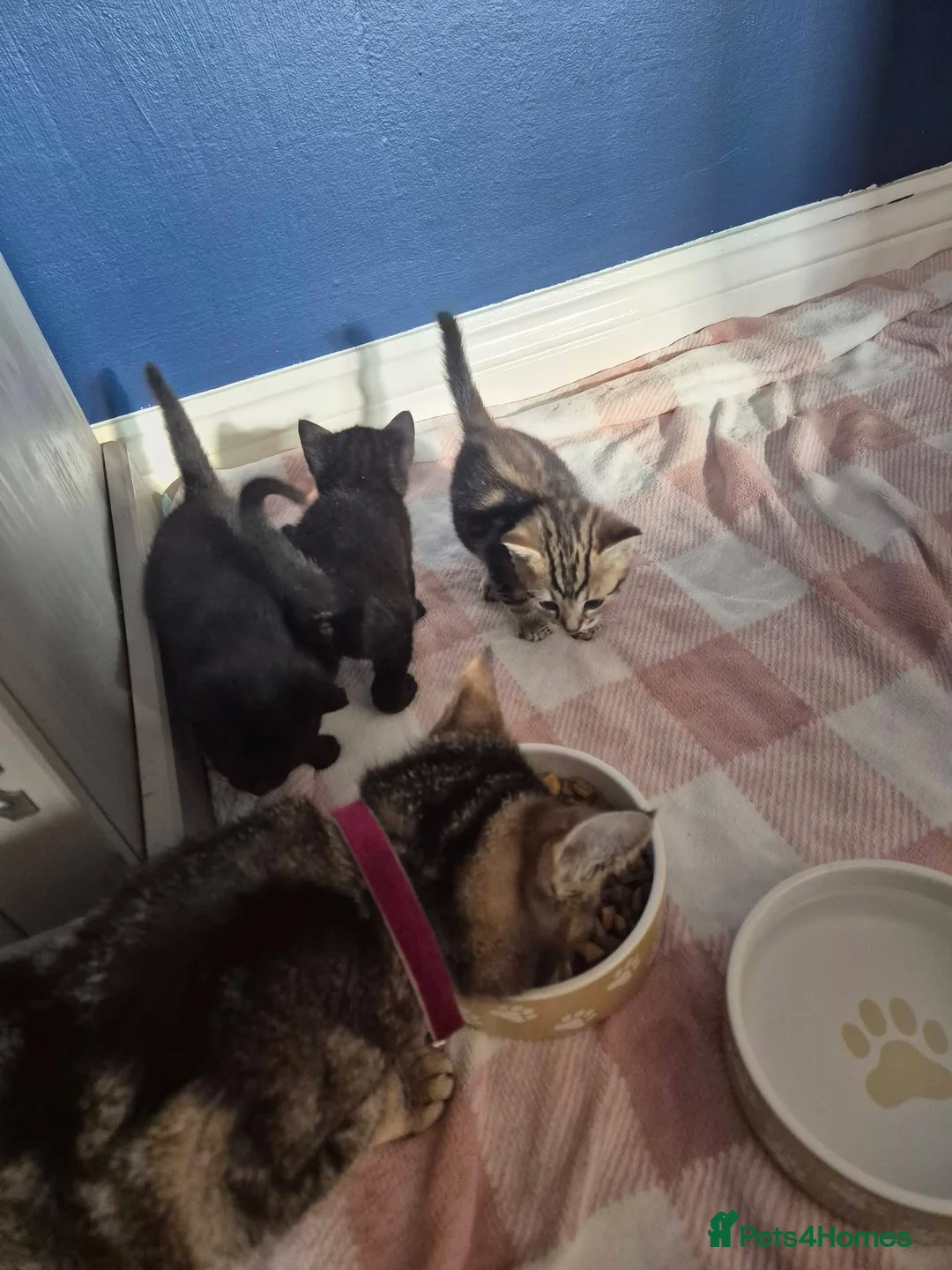 British Shorthair cats for sale: Black kitten  - Advert 8
