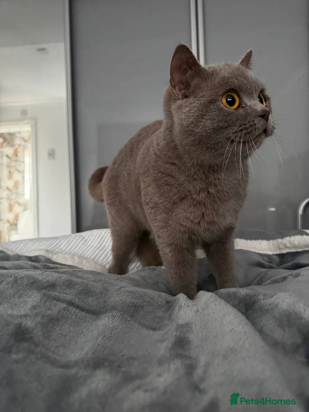 British Longhair cats for sale: Nardo - Advert 4