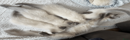 Ragdoll cats for sale: Ragdoll kittens - Advert 10