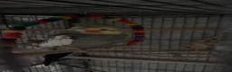 Cockatiels birds for sale: 4x mixed coloured cockatiles - Advert 20