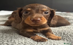 Miniature Dachshund dogs for sale: Beautiful teeny tiny mini dachshunds  - Image 11