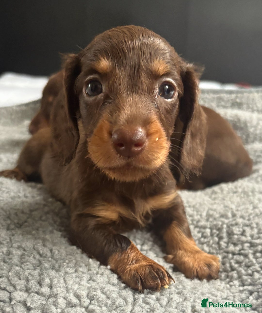 Miniature Dachshund dogs for sale: Beautiful teeny tiny mini dachshunds  - Image 11