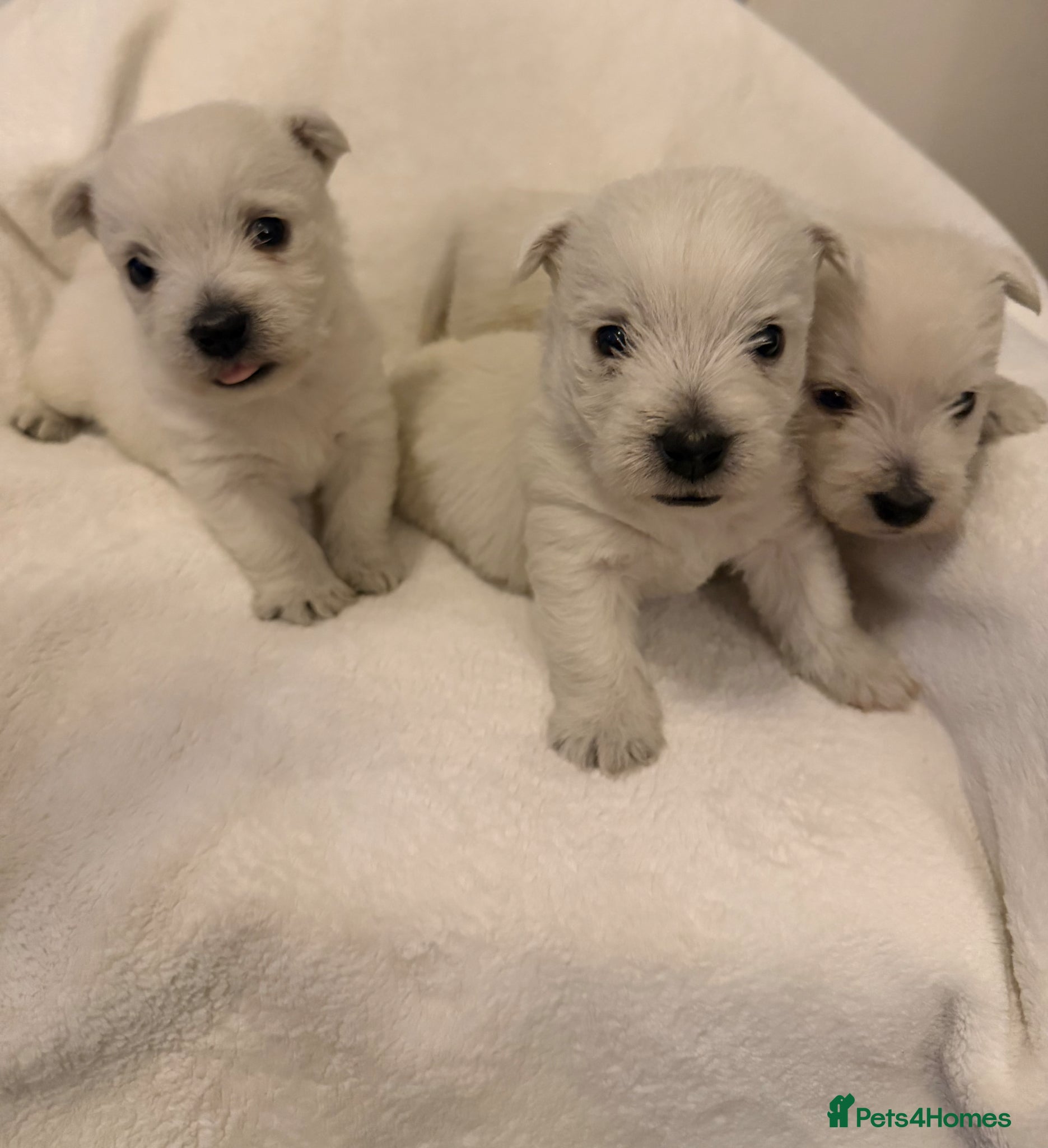 West Highland Terrier dogs Stunning westie puppies - Advert 3