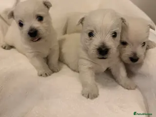 West Highland Terrier dogs Stunning westie puppies - Advert 3