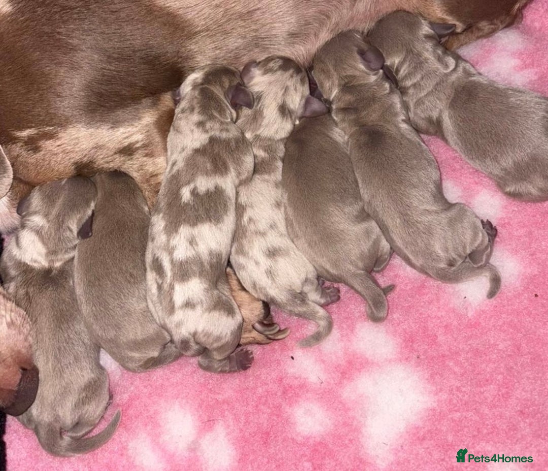 Miniature Dachshund dogs for stud: KC Reg Isabella & tan carrying long hair / pied in Welwyn - Advert 23