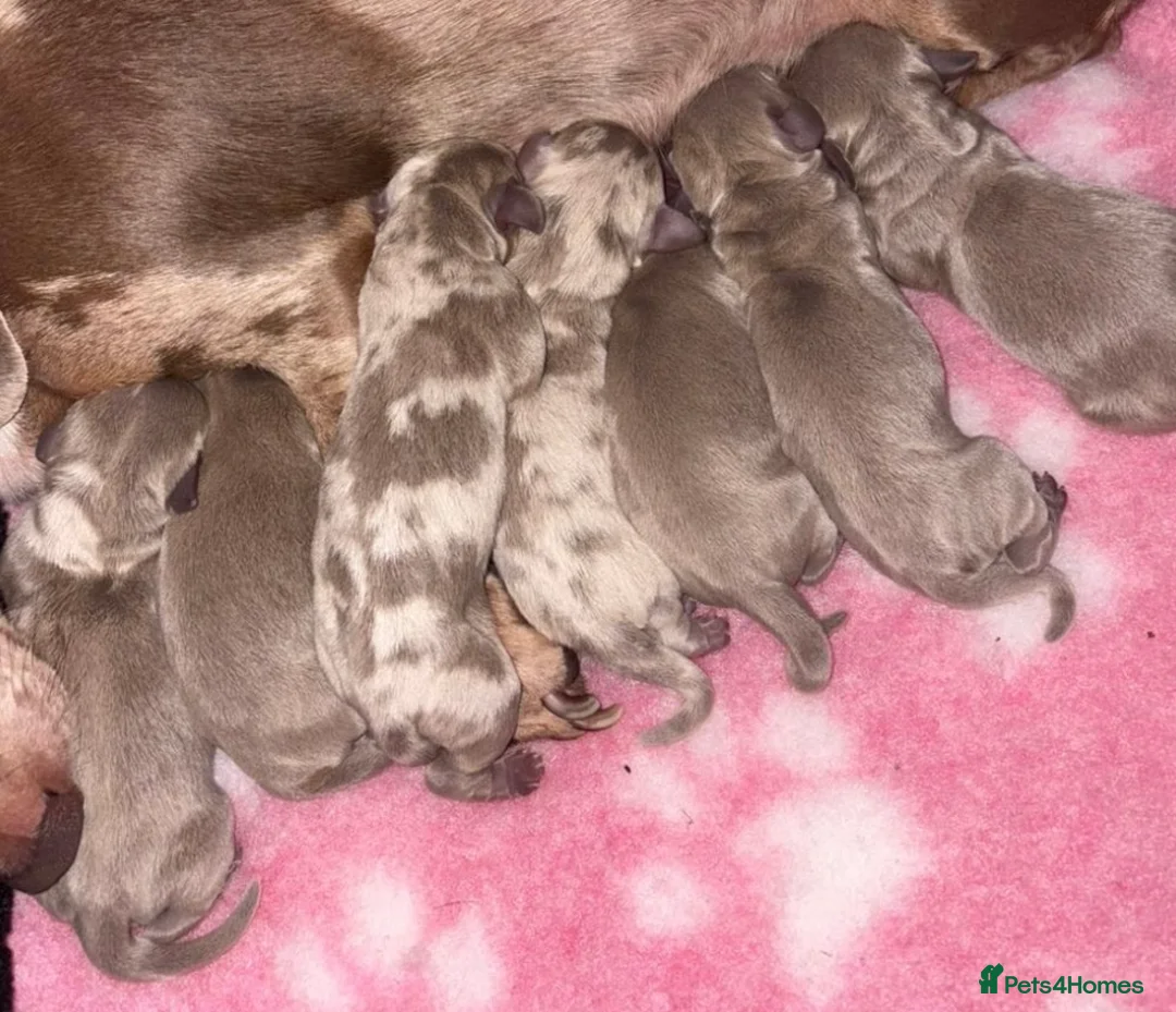 Miniature Dachshund dogs for stud: KC Reg Isabella & tan carrying long hair / pied in Welwyn - Advert 23