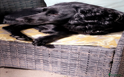 Cocker Spaniel dogs for stud: KC registered Cocker Spaniel Striker for stud - Image 25