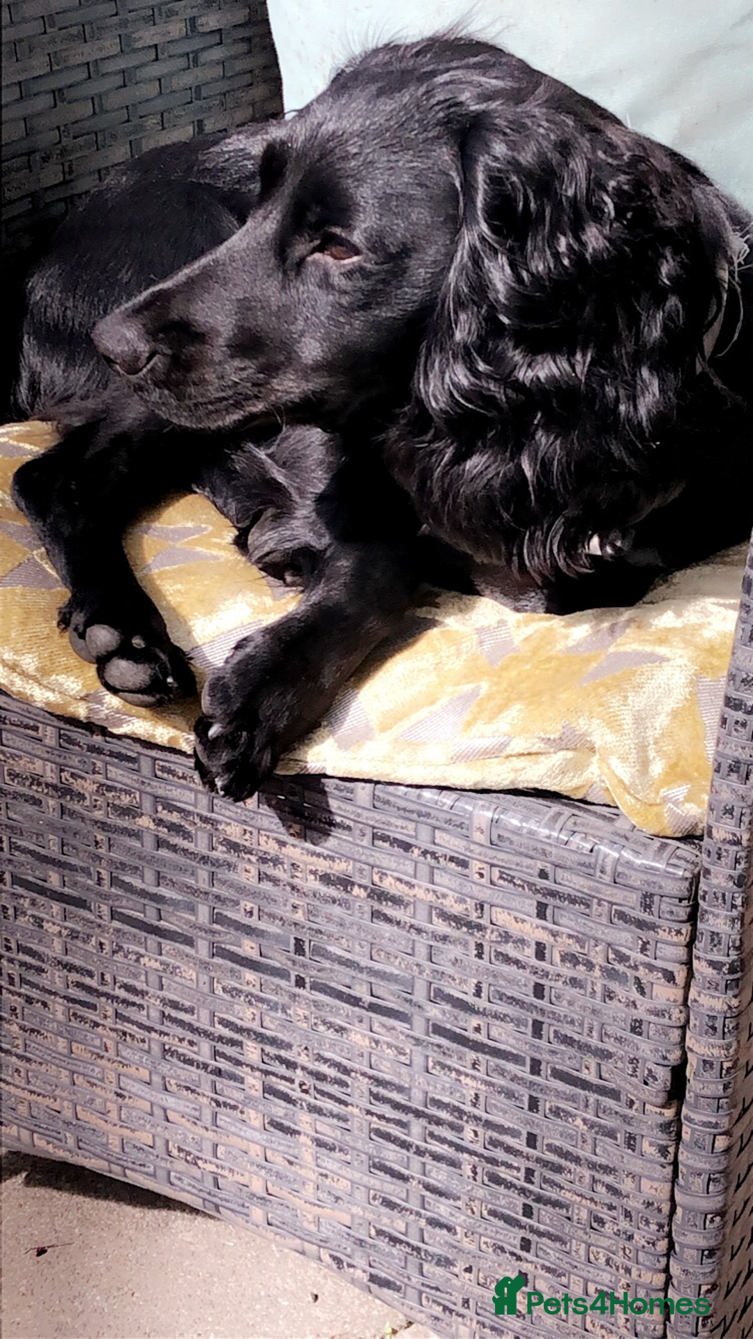 Cocker Spaniel dogs for stud: KC registered Cocker Spaniel Striker for stud - Image 25