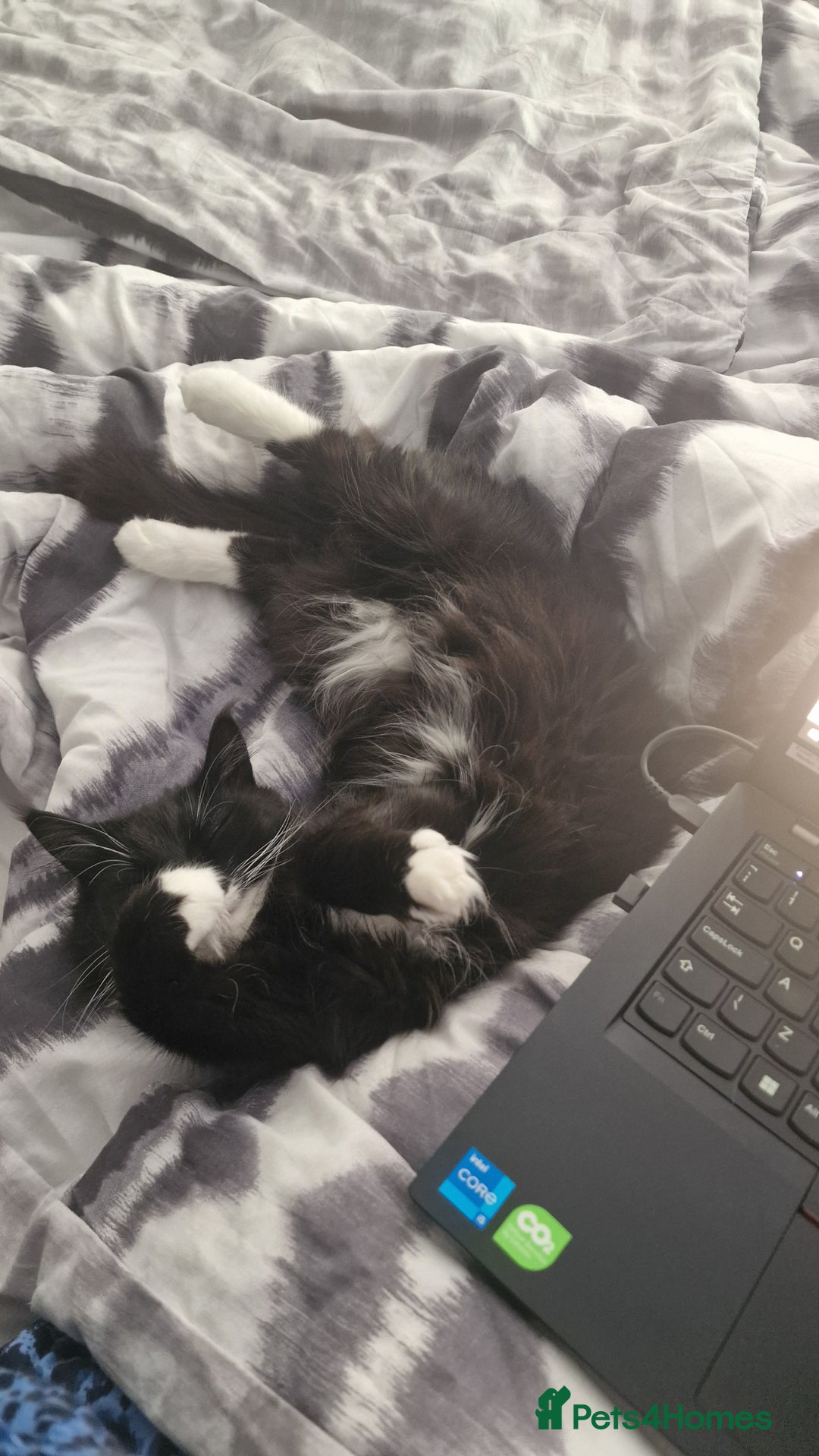 Mixed Breed cats for sale: Female Domestic Longhair - Image 4