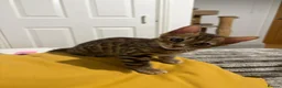 Bengal cats for sale: Pure Bred Bengal Male  - Advert 9