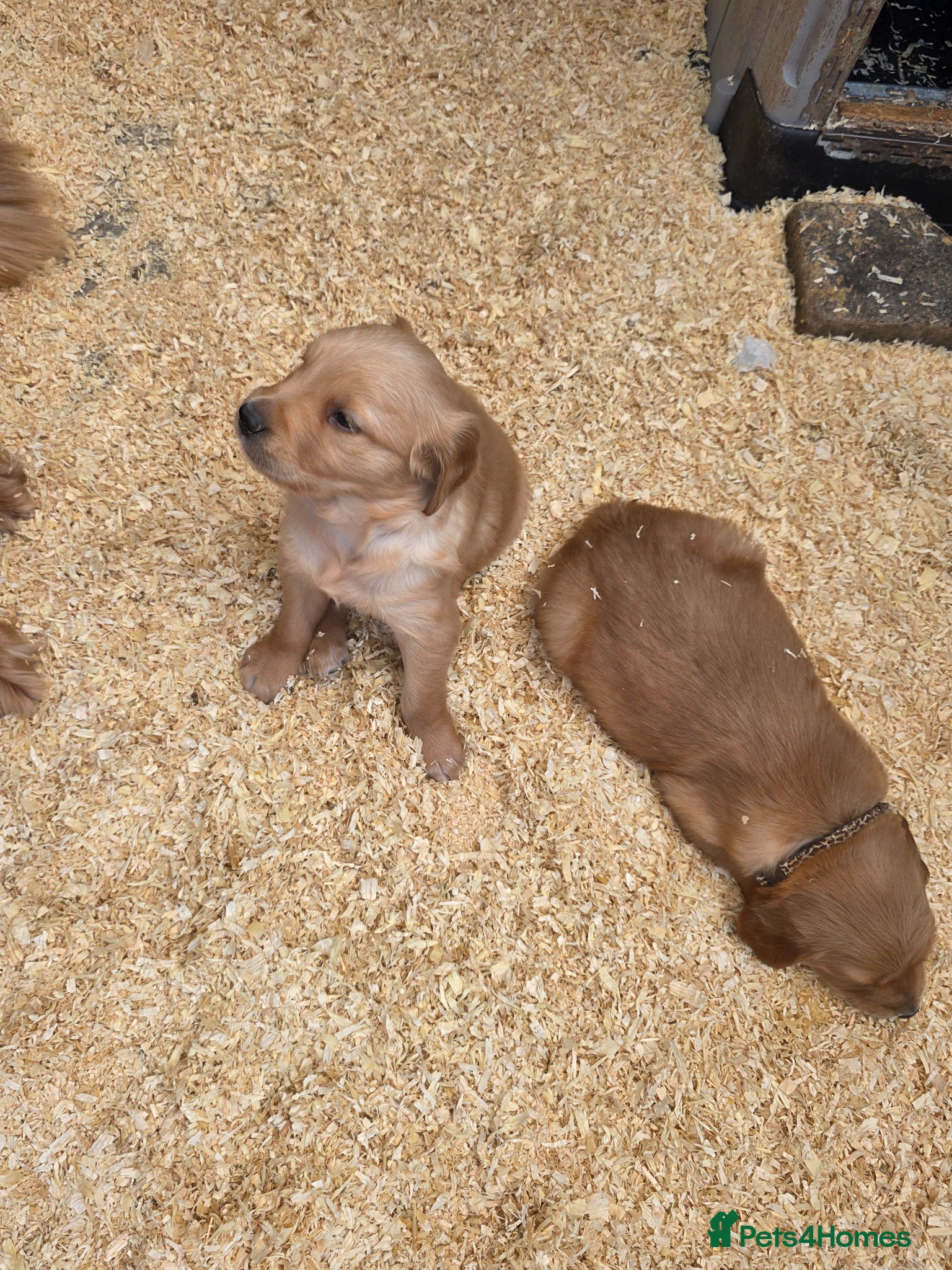 Golden Retriever dogs Kc registered dark red pups - Advert 2