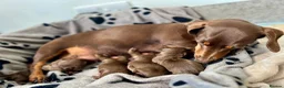 Miniature Dachshund dogs for sale: *KC Reg Miniature Dachshund Puppies available * - Advert 5