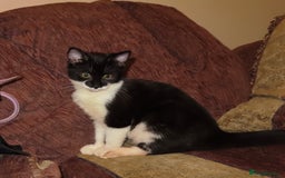 Mixed Breed cats for sale: Two kitten for sale - Image 1
