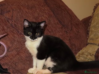 Mixed Breed cats - Advert 4