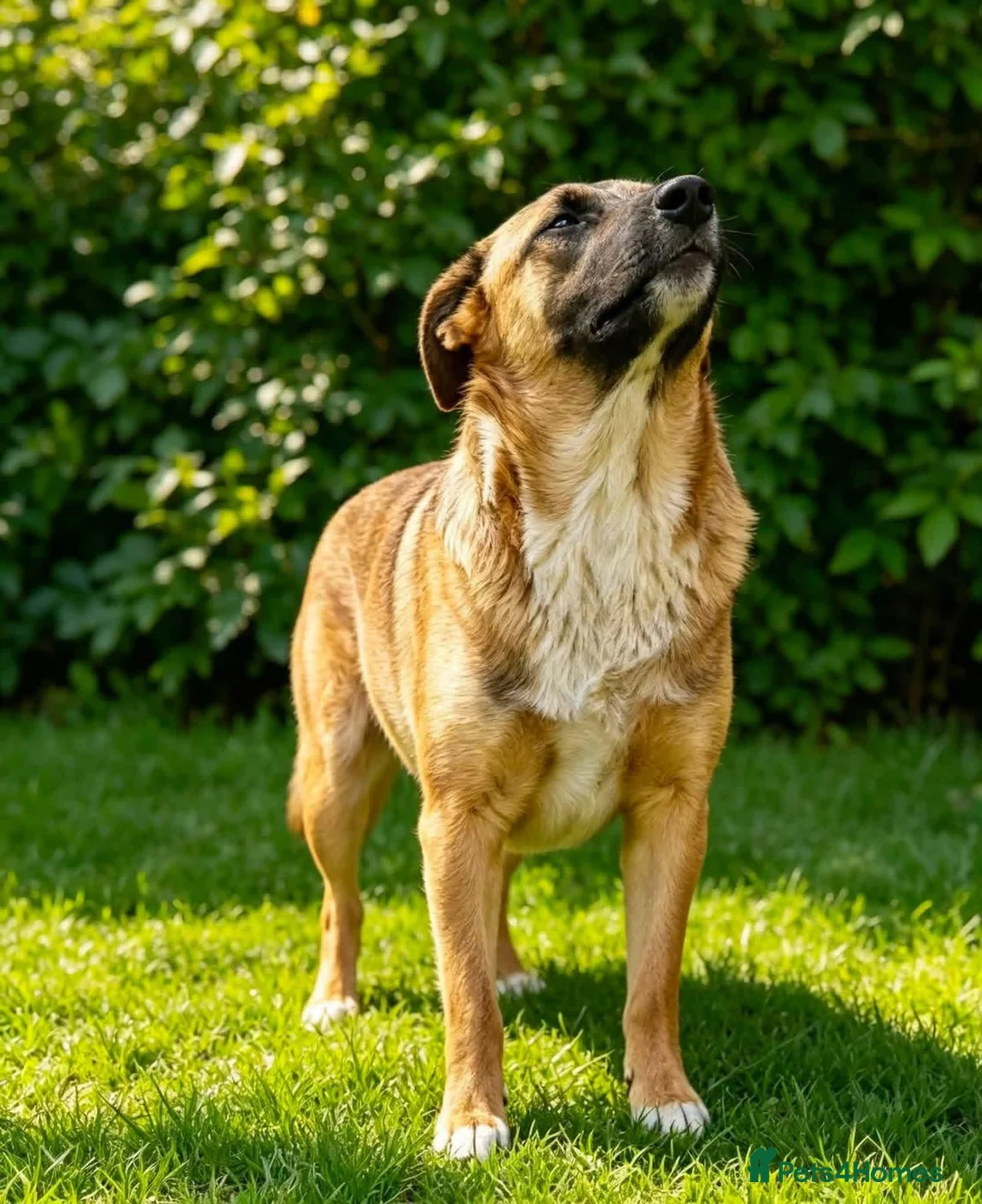 Mixed Breed dogs for adoption: 🐾🐕💙ROLLO - a Superb Boy for a Loving Home🐕🐾🏡 - Advert 2
