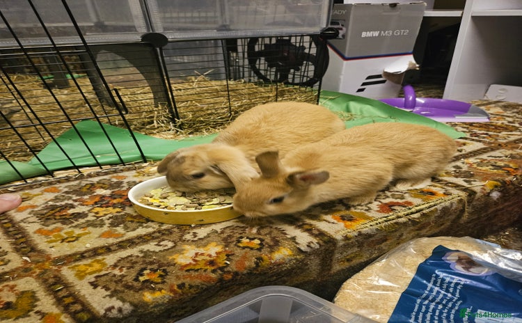 Mixed Breed rabbits - Advert 15
