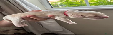 Cockapoo 4