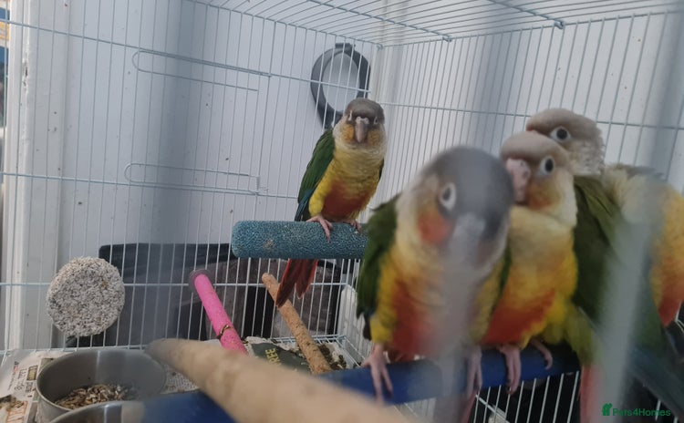 Conures birds - Advert 1