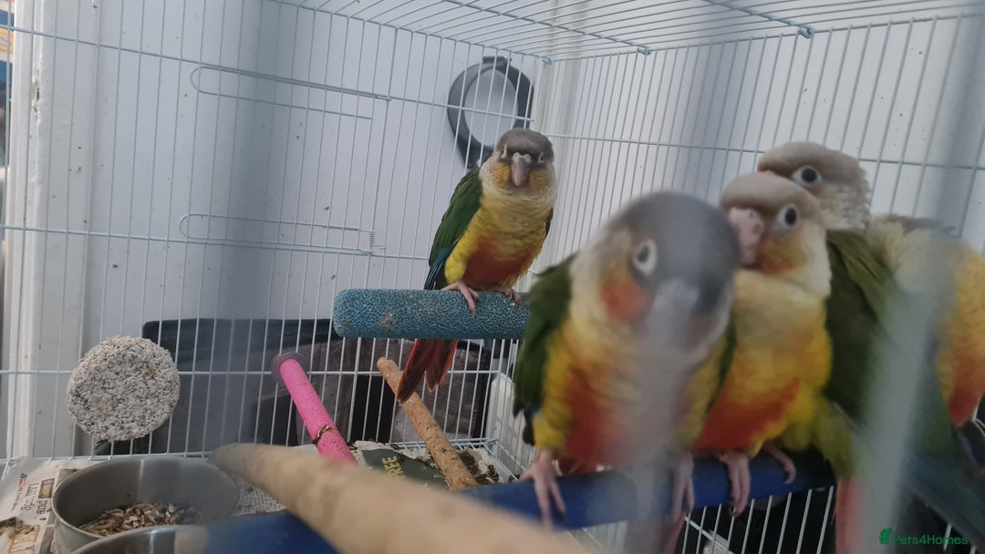 Conures birds for sale: 5 conures  - Image 1