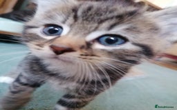 Domestic Shorthair cats for sale: Stunning kittens for sale  - Image 6