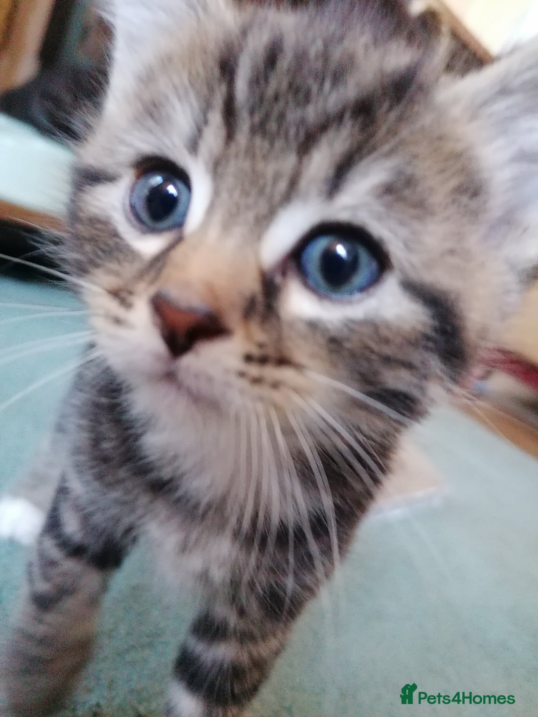 Domestic Shorthair cats for sale: Stunning kittens for sale  - Image 6