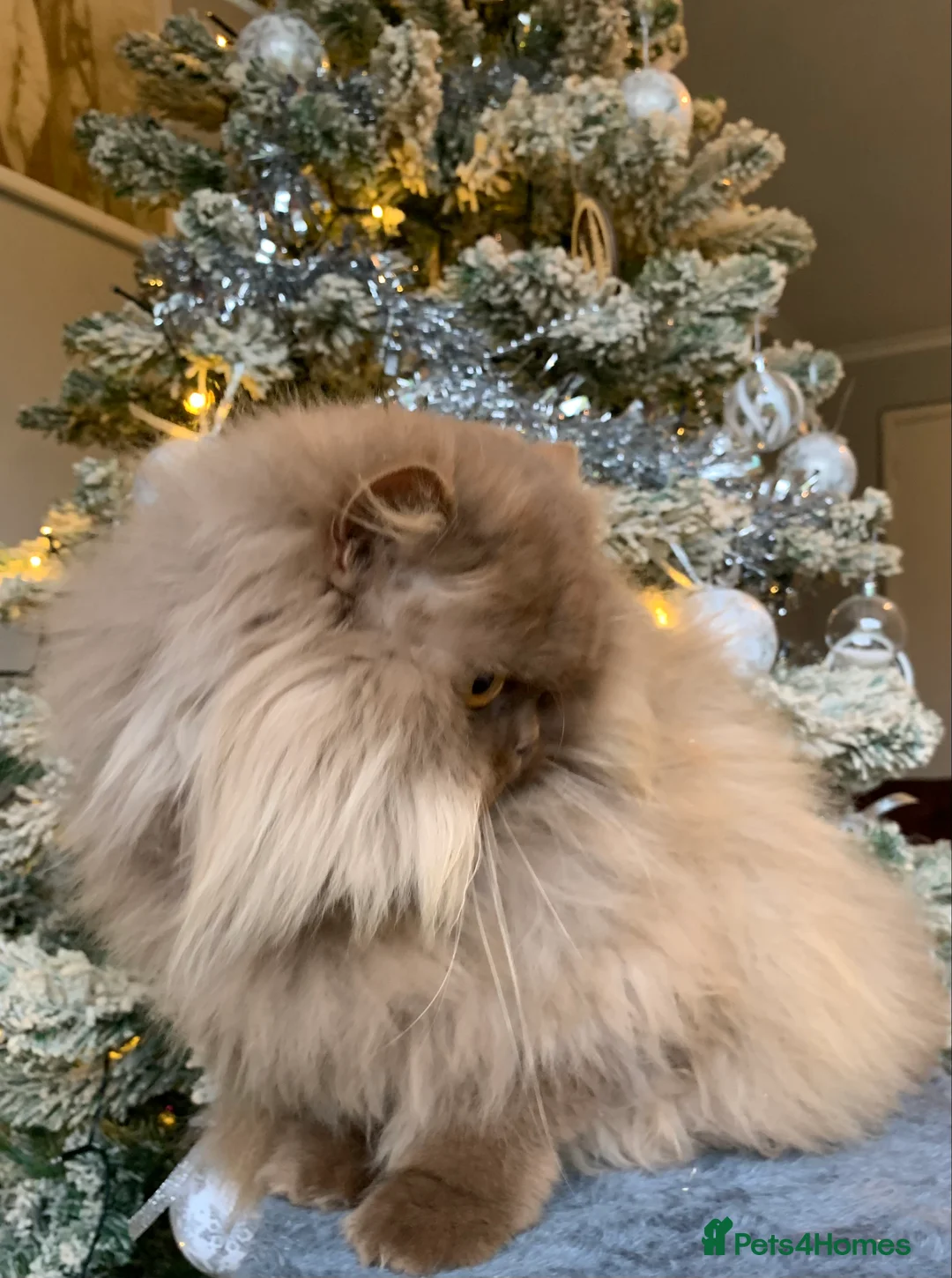 British Longhair cats for sale: British long hair adults  - Advert 9