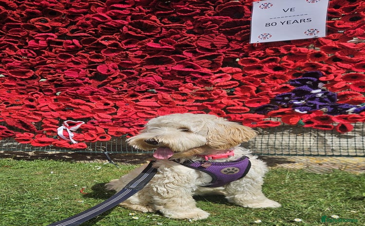 Cockapoo dogs - Advert 1