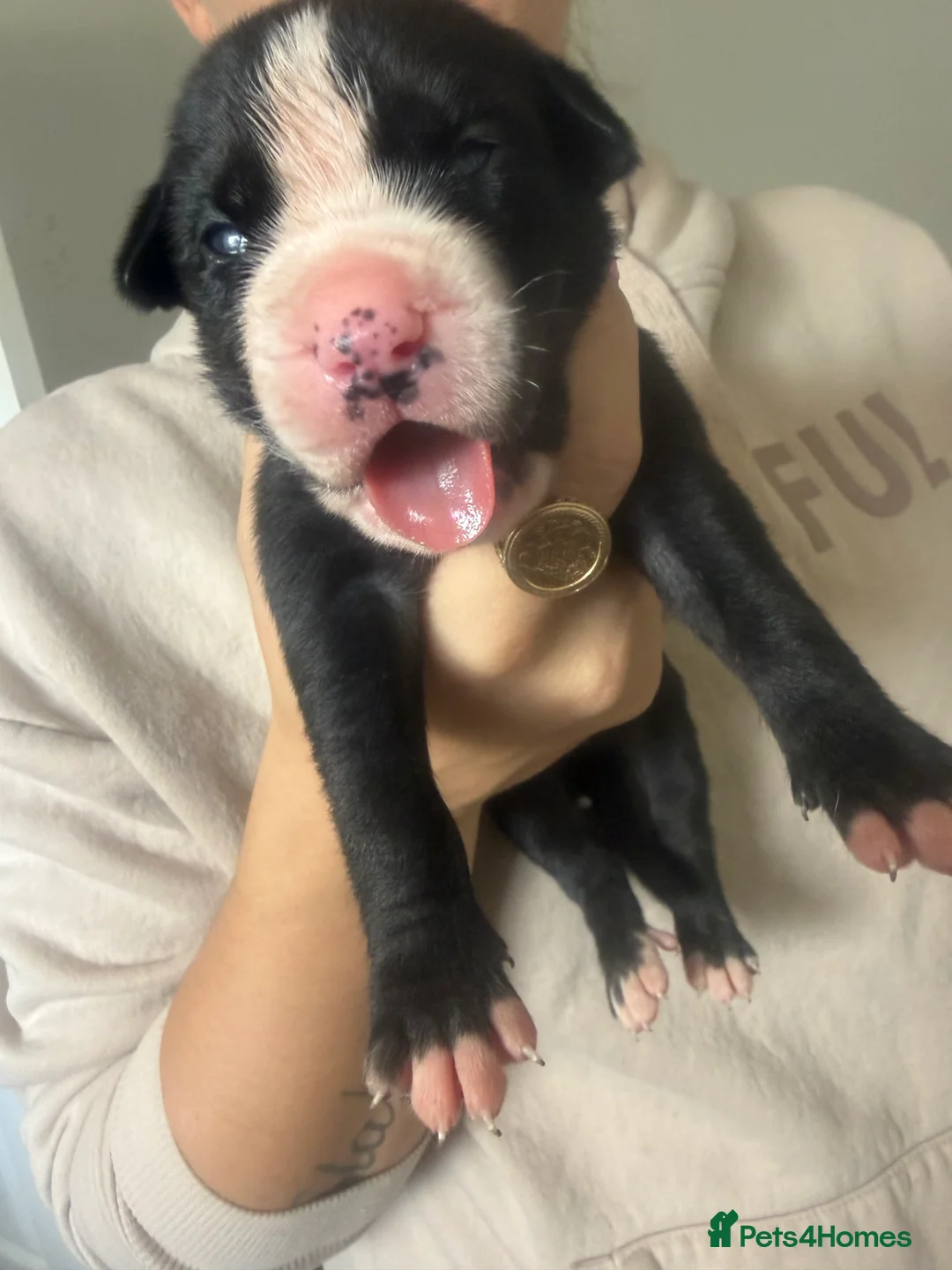 Mixed Breed dogs for sale: American bulldog x Husky puppies  - Advert 30