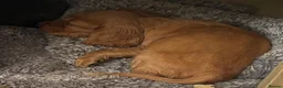 Cocker Spaniel dogs for sale: Cocker Spaniel Puppies - Advert 29