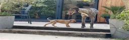 Greyhound dogs for sale: Hungarian Greyhound Pups - Advert 5
