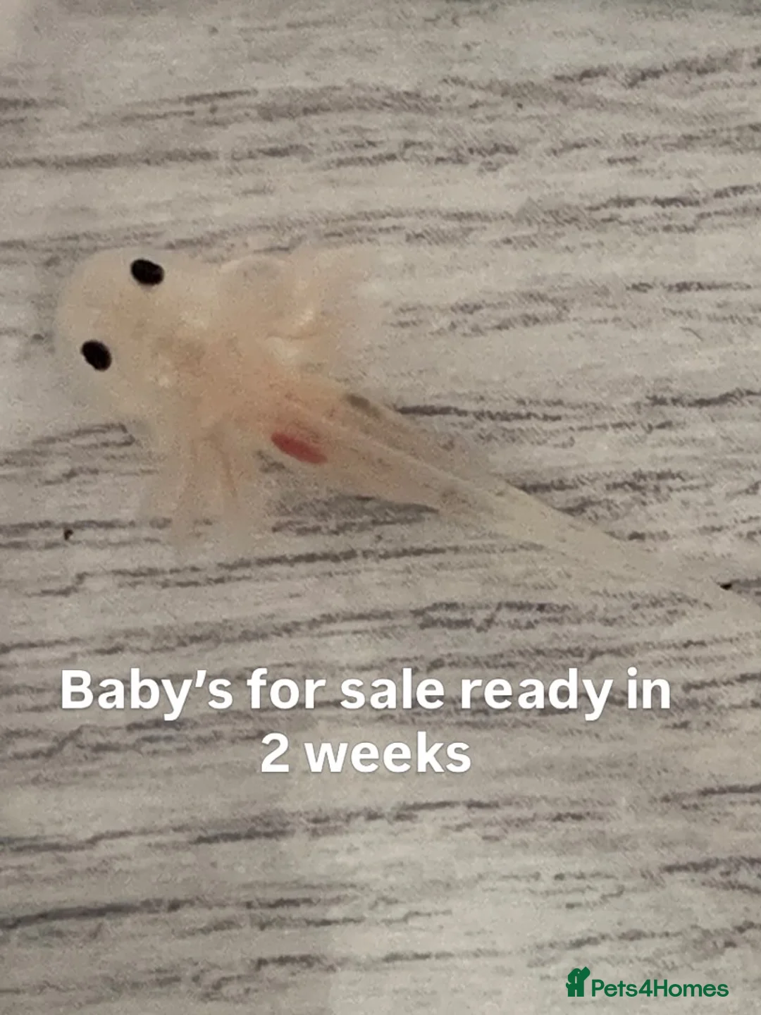 Axolotl reptiles for sale: Baby axolotls  in Oxford - Advert 1